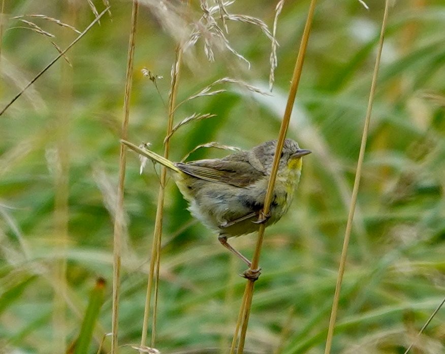 Yellow Warbler - ML622191441