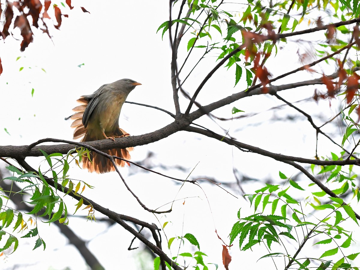 Jungle Babbler - Gregory Woo