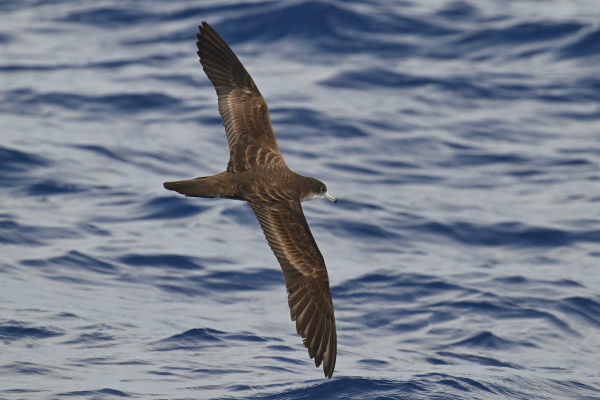 Wedge-tailed Shearwater - Ting-Wei (廷維) HUNG (洪)