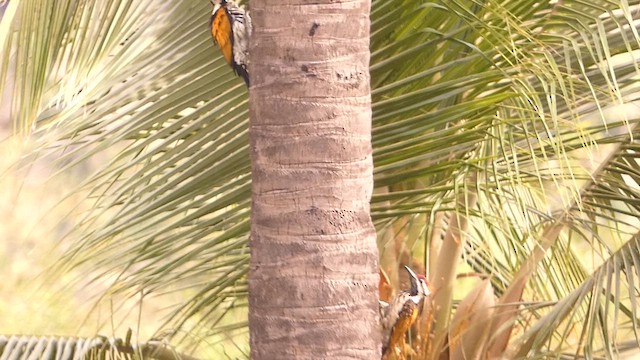 White-naped Woodpecker - ML622191632