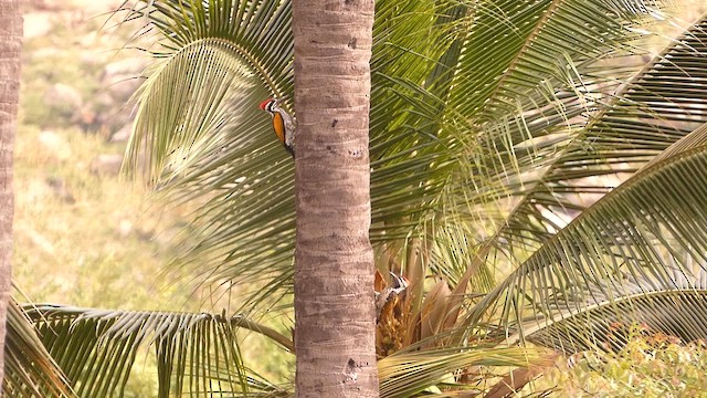 White-naped Woodpecker - ML622191634