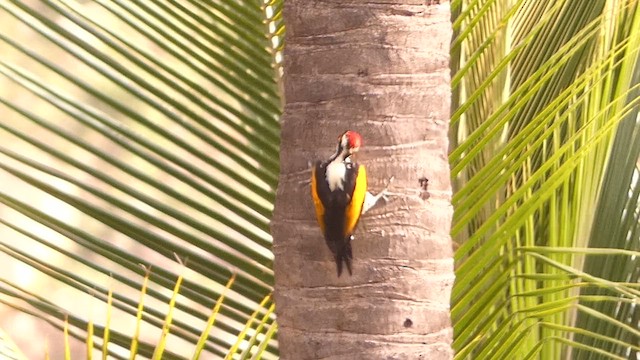 White-naped Woodpecker - ML622191639
