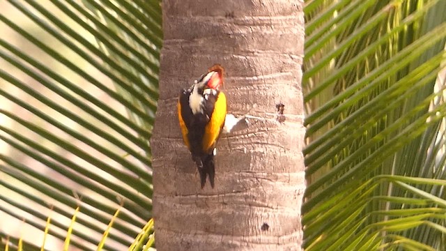 White-naped Woodpecker - ML622191640