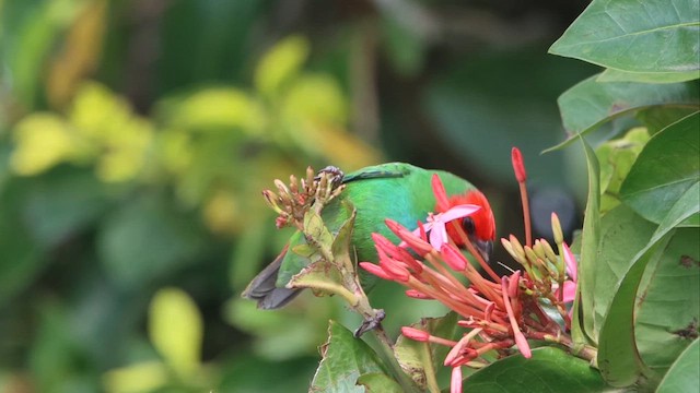 Fiji Parrotfinch - ML622191674