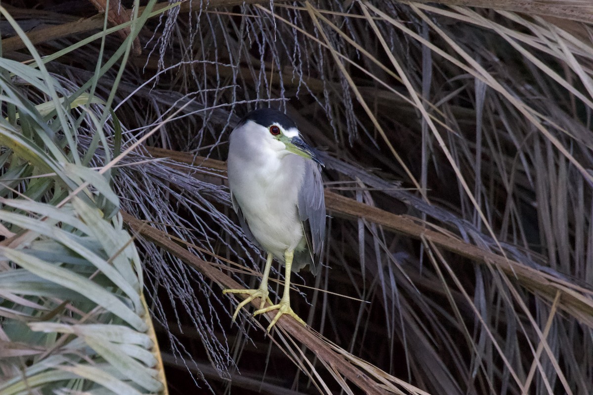 Black-crowned Night Heron - ML622191717