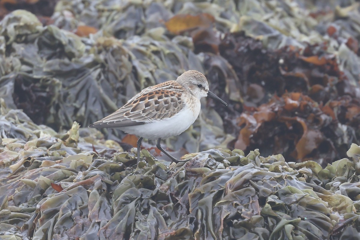 Bergstrandläufer - ML622191795