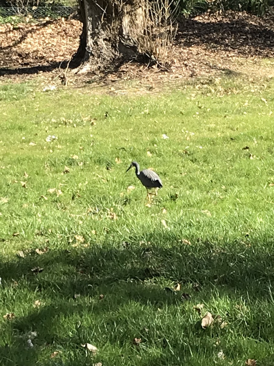 White-faced Heron - ML622191830