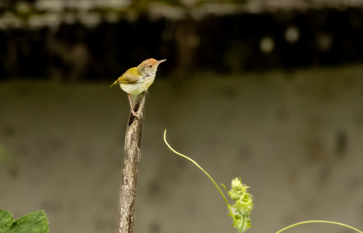 Common Tailorbird - ML622191897