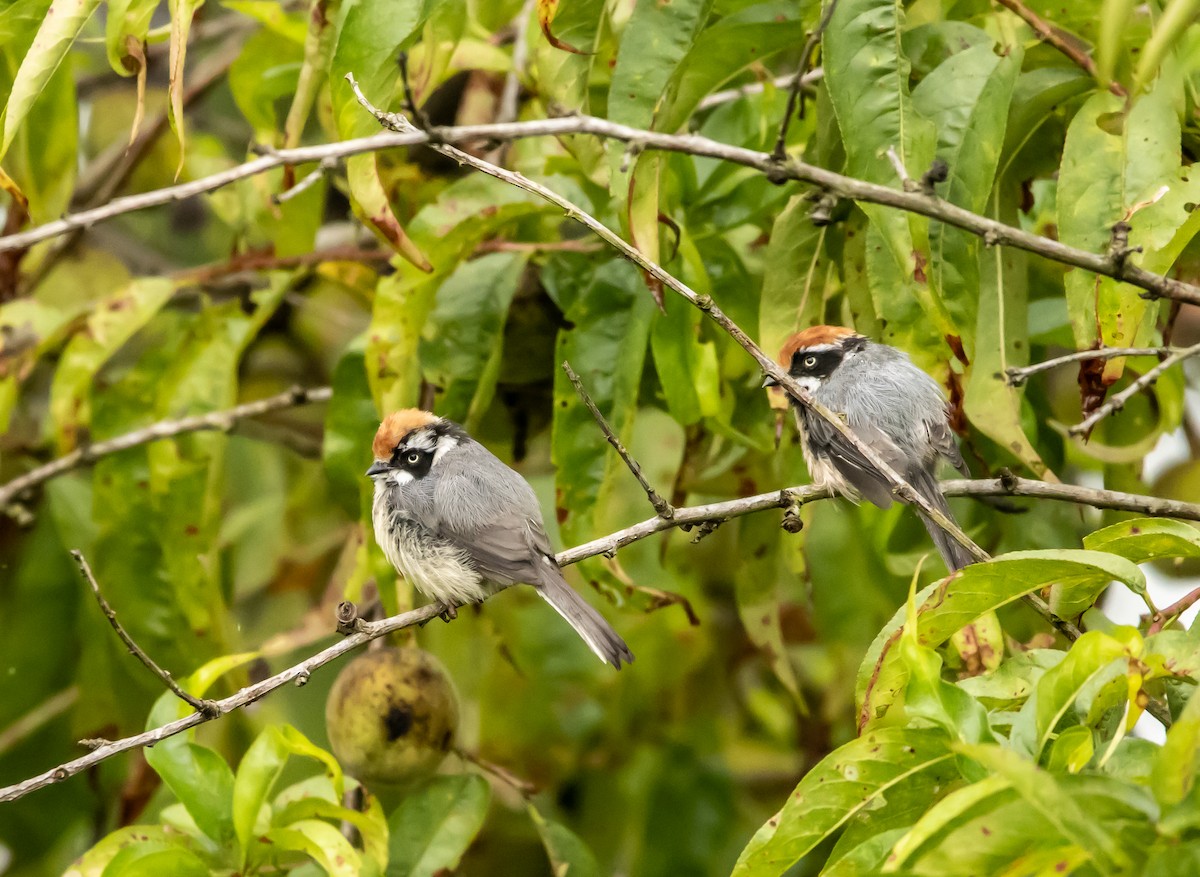 Black-throated Tit - ML622191900