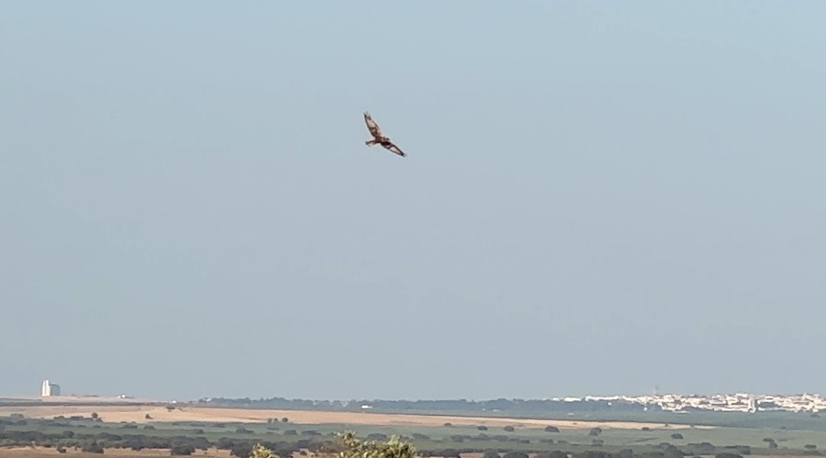 זרון פס - ML622191911