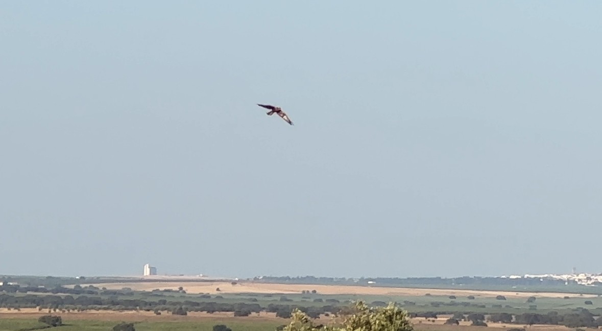 זרון פס - ML622191912