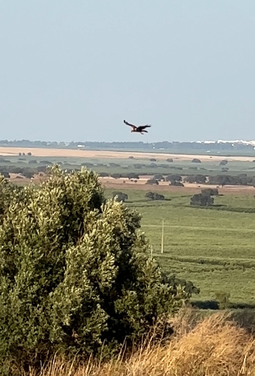 Montagu's Harrier - Sónia Santana Sacramento