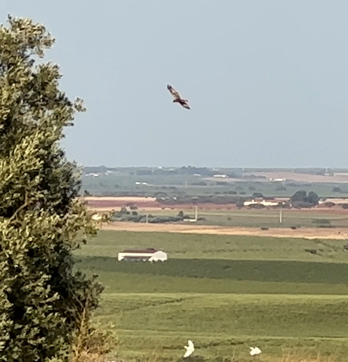 Montagu's Harrier - Sónia Santana Sacramento