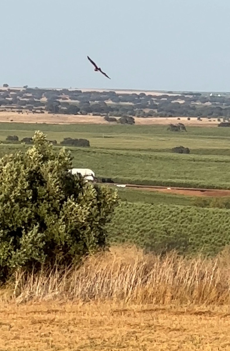 זרון פס - ML622191925