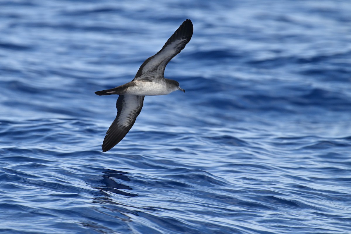 Wedge-tailed Shearwater - Ting-Wei (廷維) HUNG (洪)