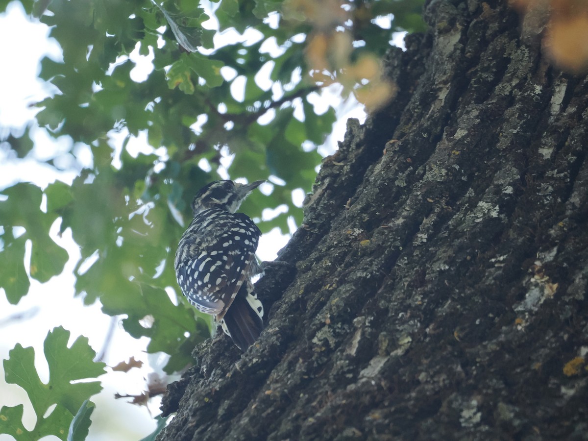 Nuttall's Woodpecker - ML622191931