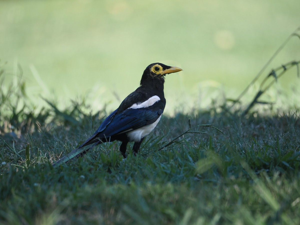 Yellow-billed Magpie - ML622191932