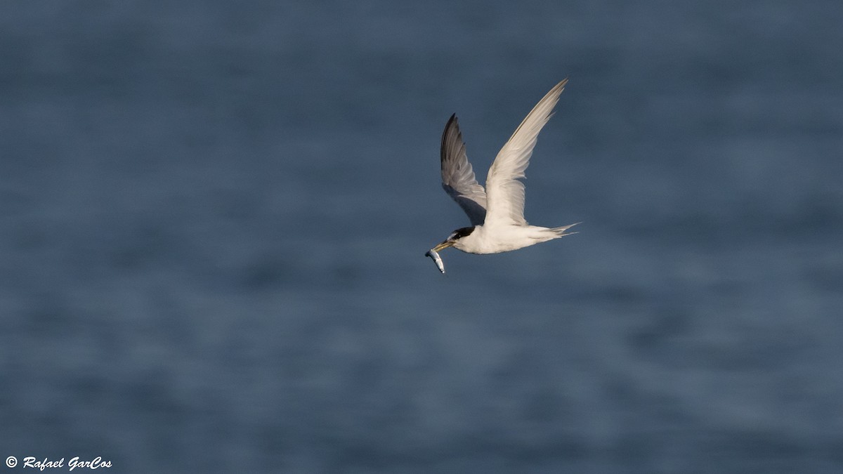 Little Tern - Rafael García