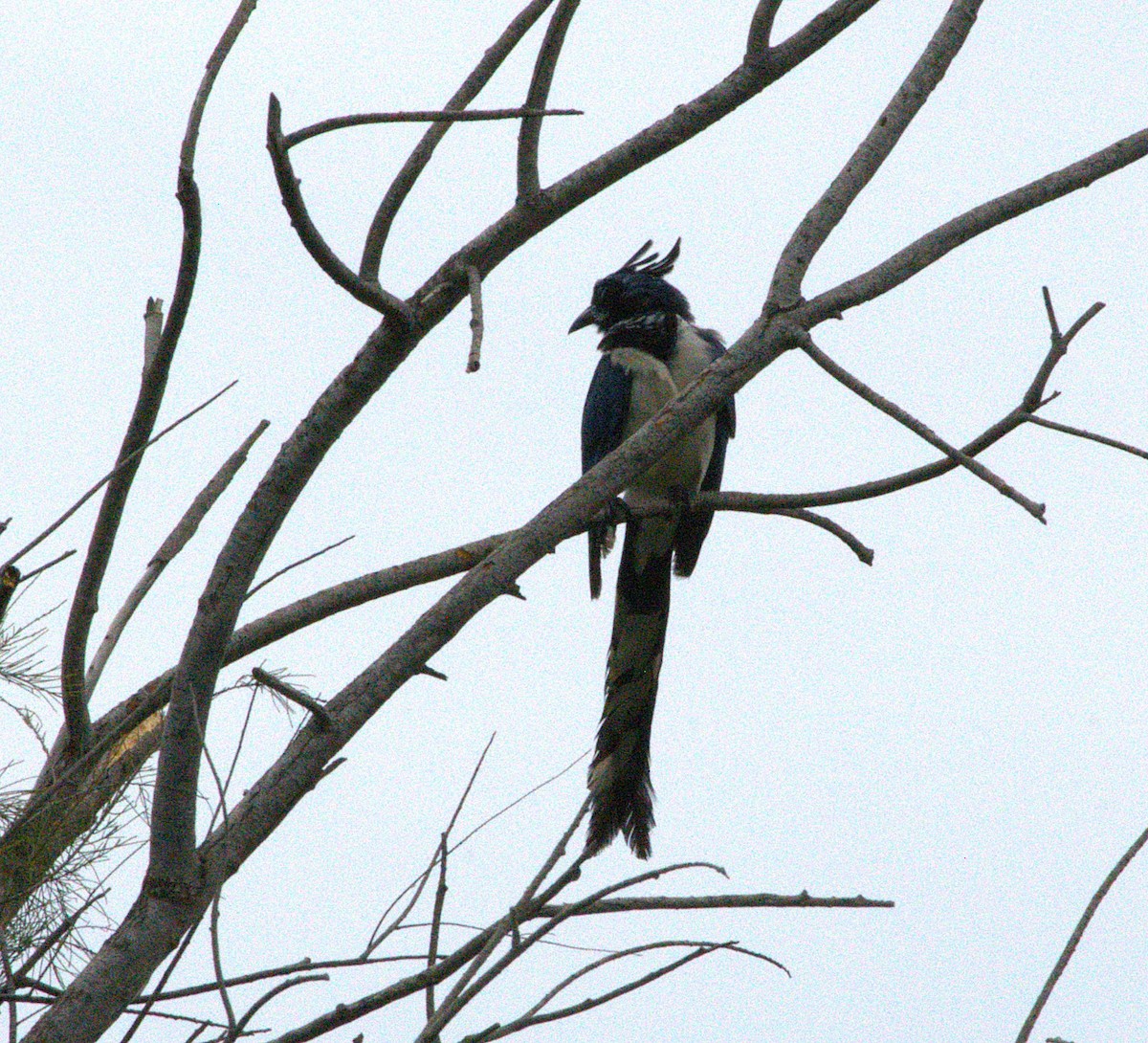 Black-throated Magpie-Jay - ML622191957