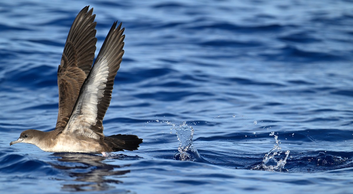 Wedge-tailed Shearwater - Ting-Wei (廷維) HUNG (洪)