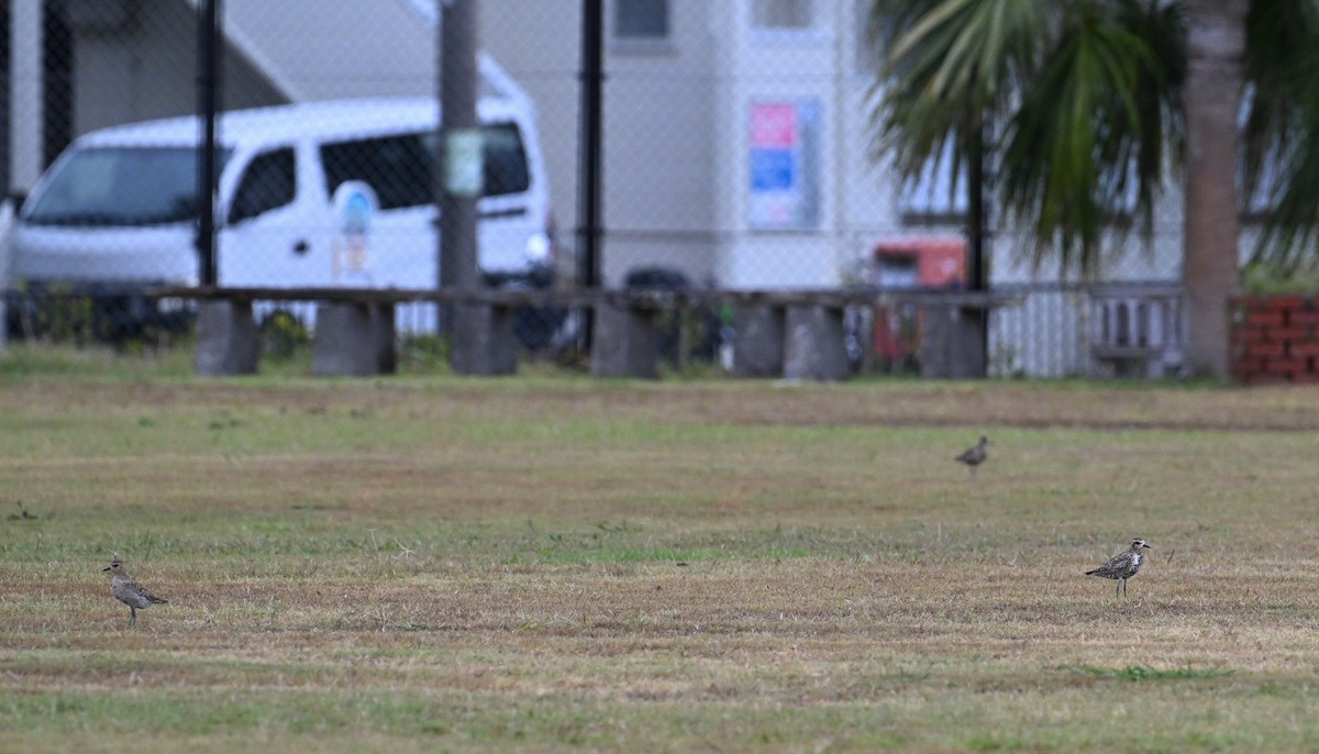 Pacific Golden-Plover - ML622192024