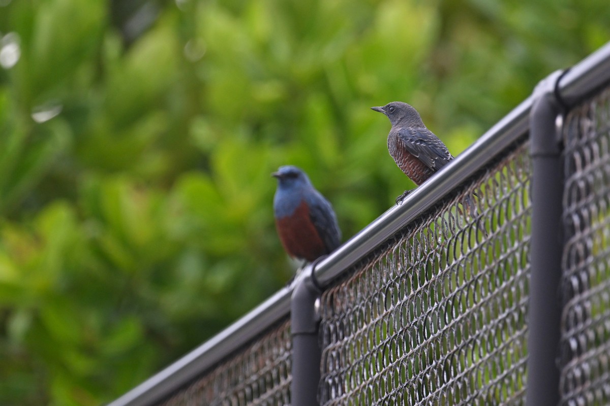 Blue Rock-Thrush (philippensis) - Ting-Wei (廷維) HUNG (洪)