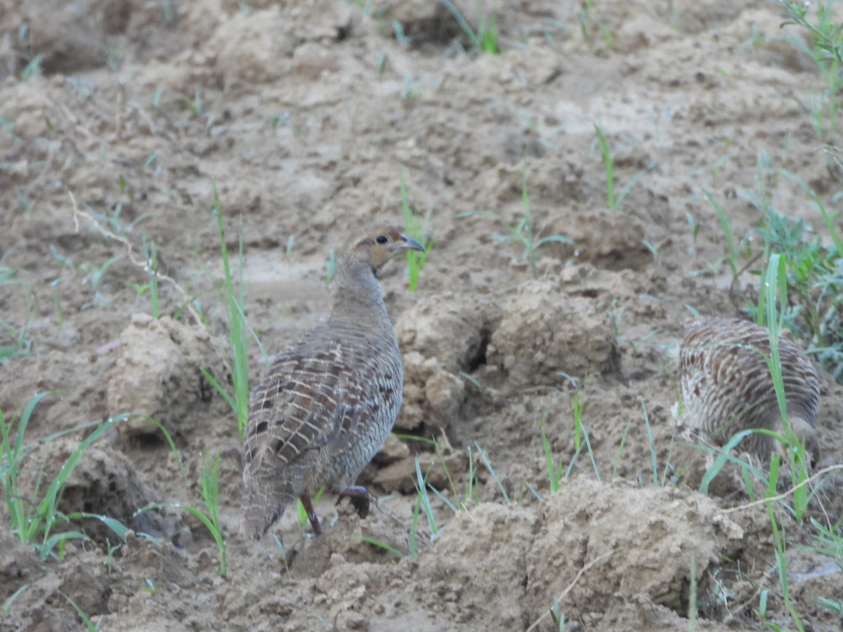 Gray Francolin - ML622192056