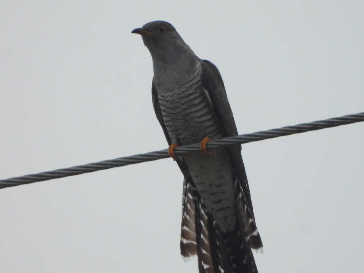 大杜鵑 - ML622192057