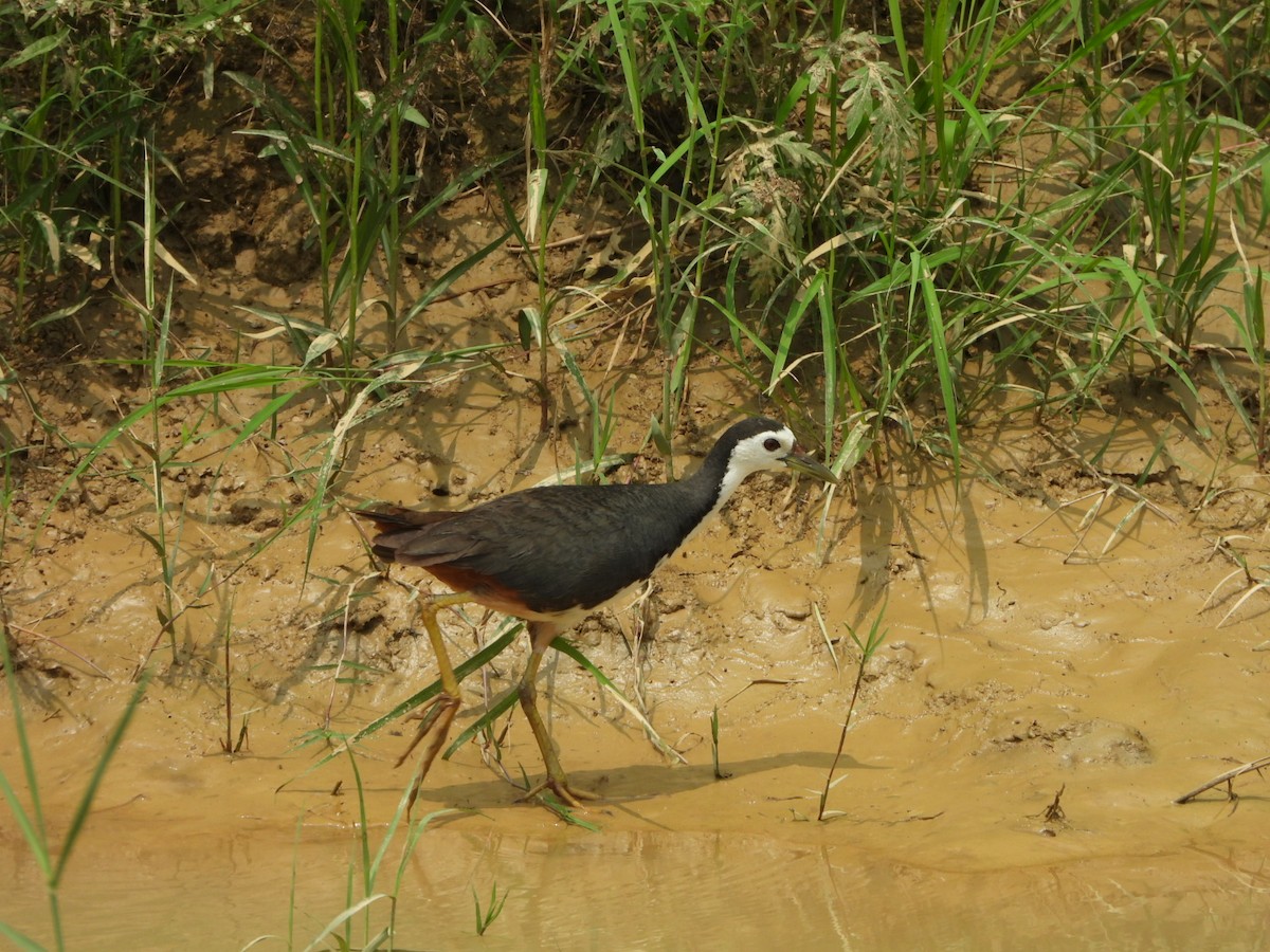 白腹秧雞 - ML622192058