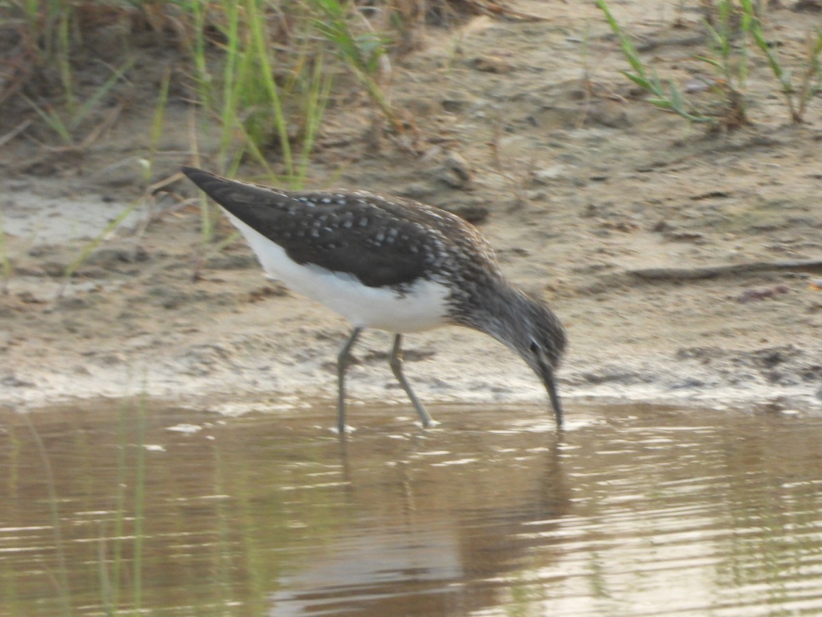 白腰草鷸 - ML622192059