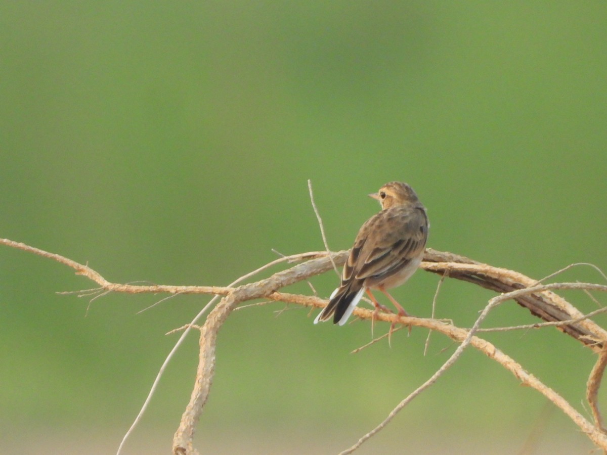 稻田鷚 - ML622192068