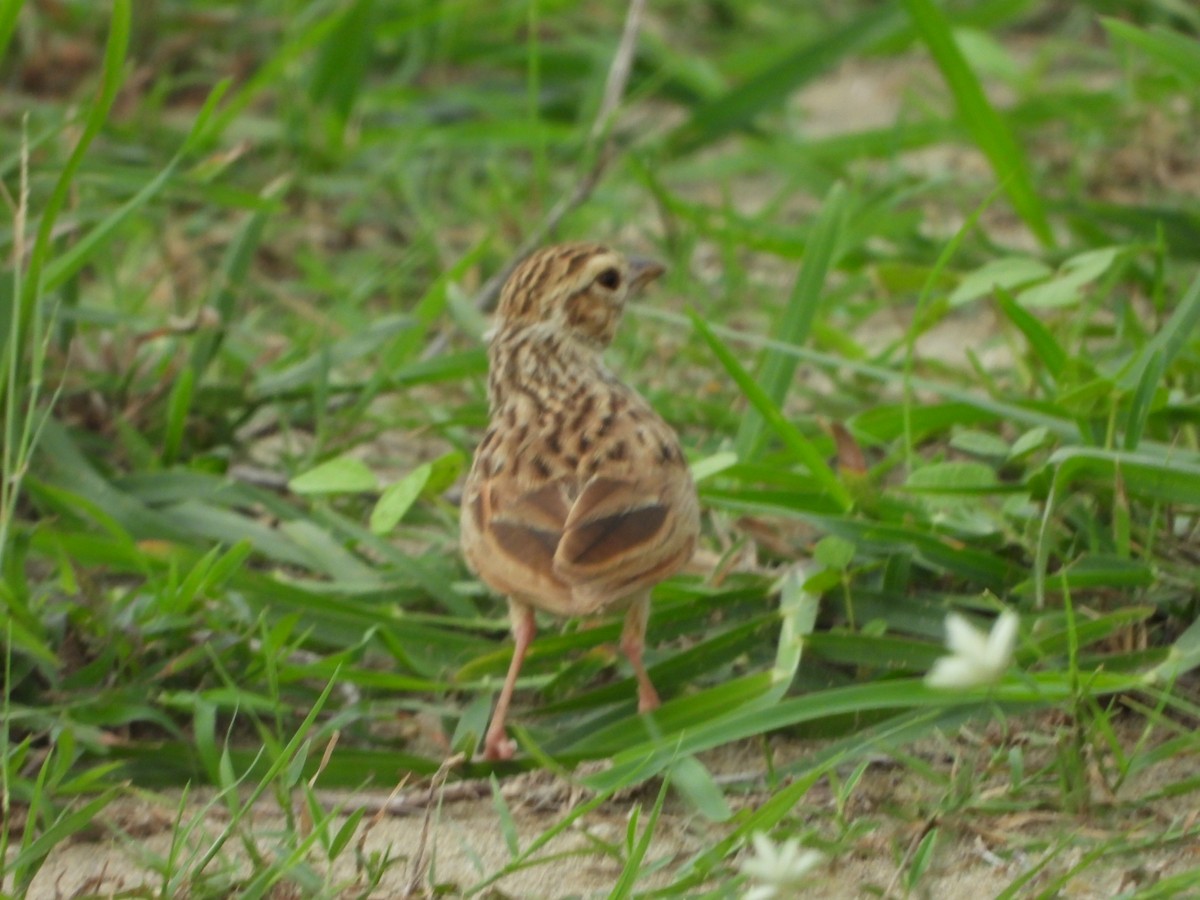 Indian Bushlark - ML622192071