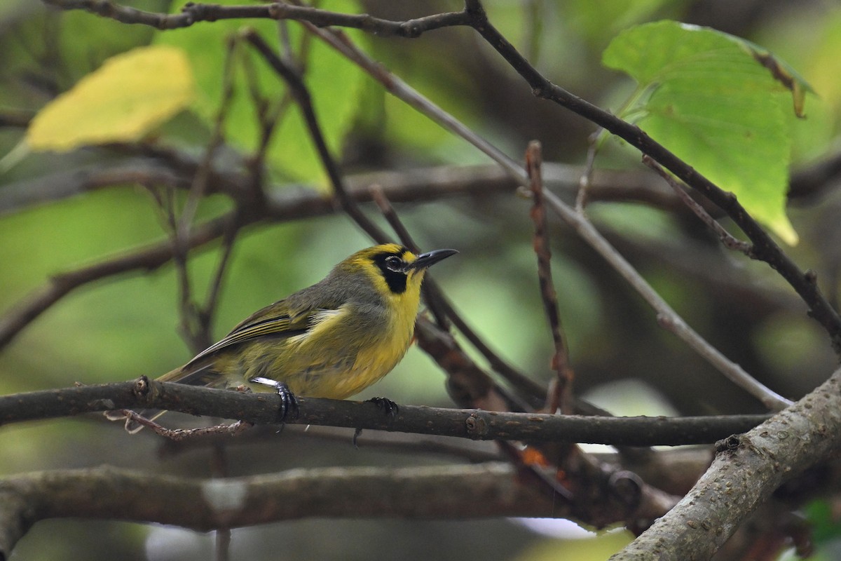 Bonin White-eye - ML622192108