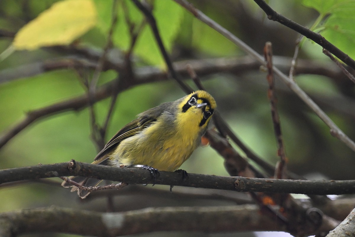 Bonin White-eye - ML622192109