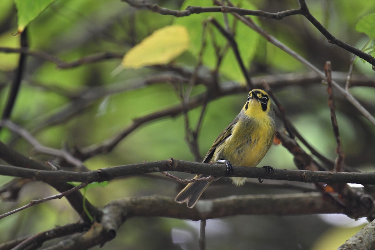 Bonin White-eye - ML622192110