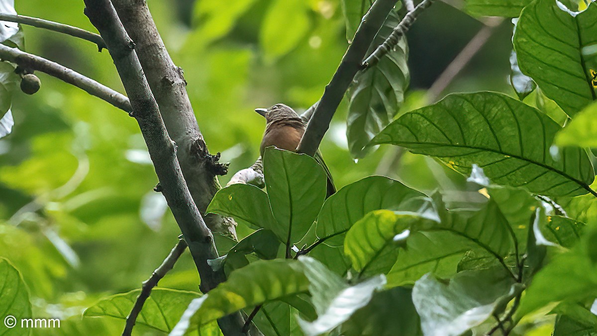 Raja Ampat Pitohui - Mario Martin