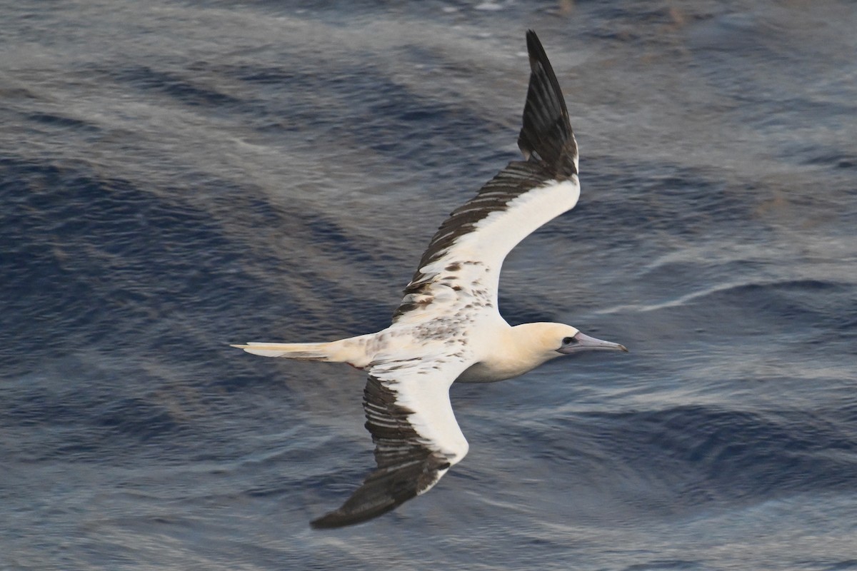 Red-footed Booby - ML622192221