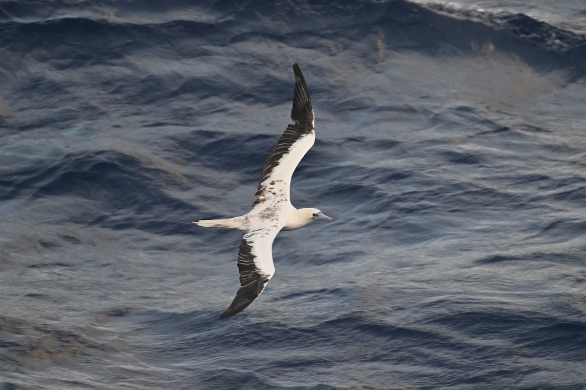 Red-footed Booby - ML622192228