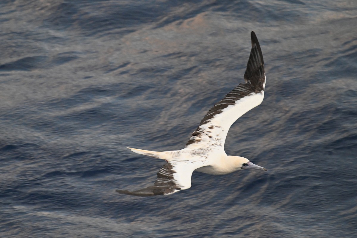 Red-footed Booby - ML622192229