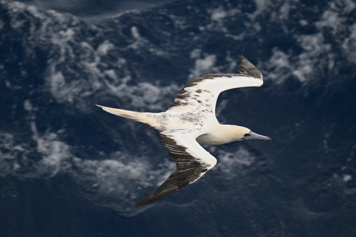 Red-footed Booby - ML622192230