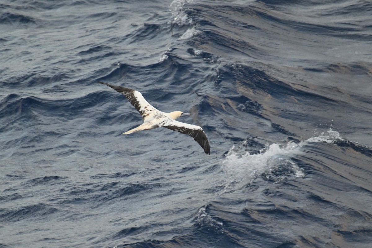 Red-footed Booby - ML622192231