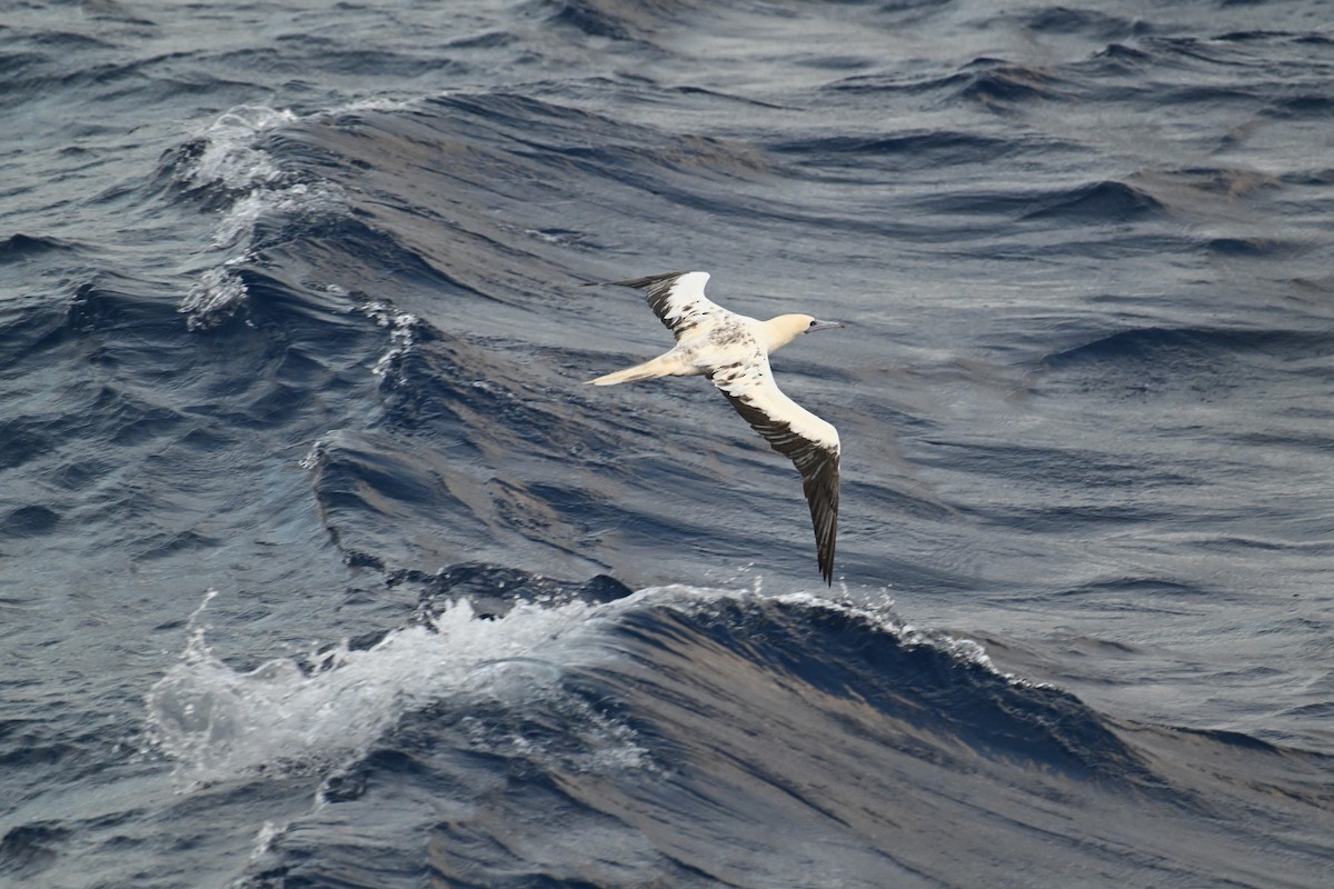 Red-footed Booby - ML622192232