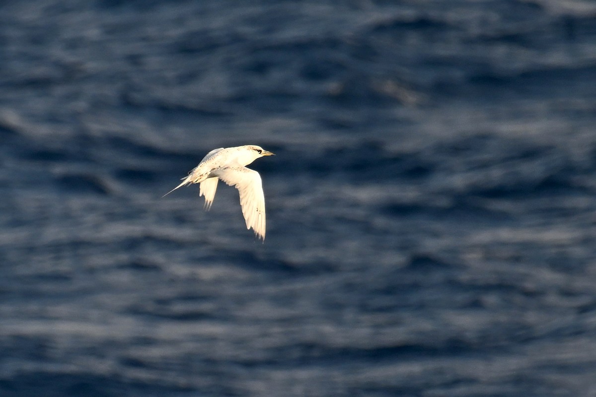 Red-tailed Tropicbird - ML622192241