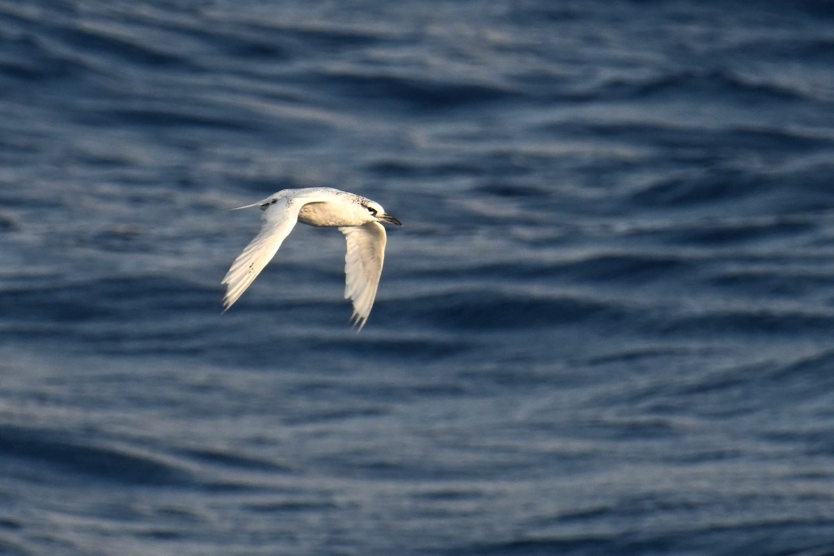 Red-tailed Tropicbird - ML622192242