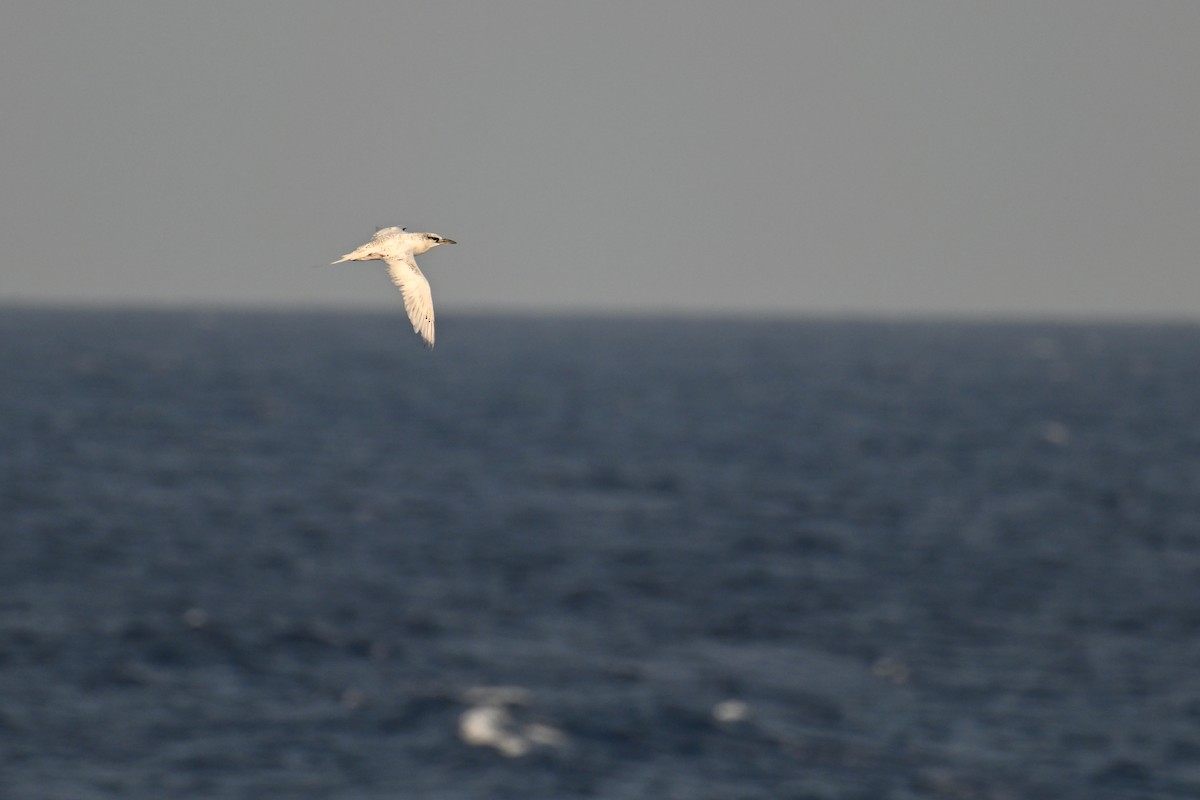 Red-tailed Tropicbird - ML622192243