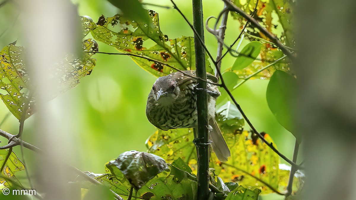 Spotted Honeyeater - ML622192272