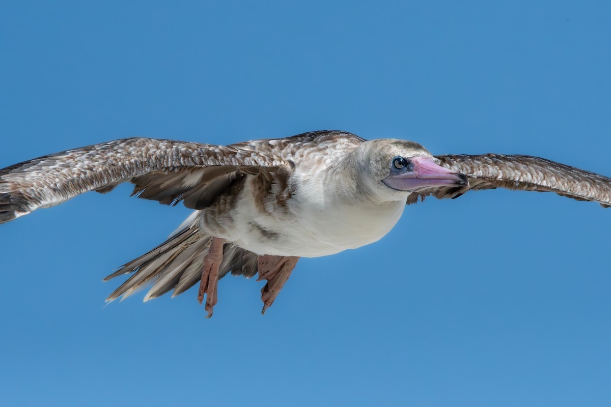 Red-footed Booby - ML622192275