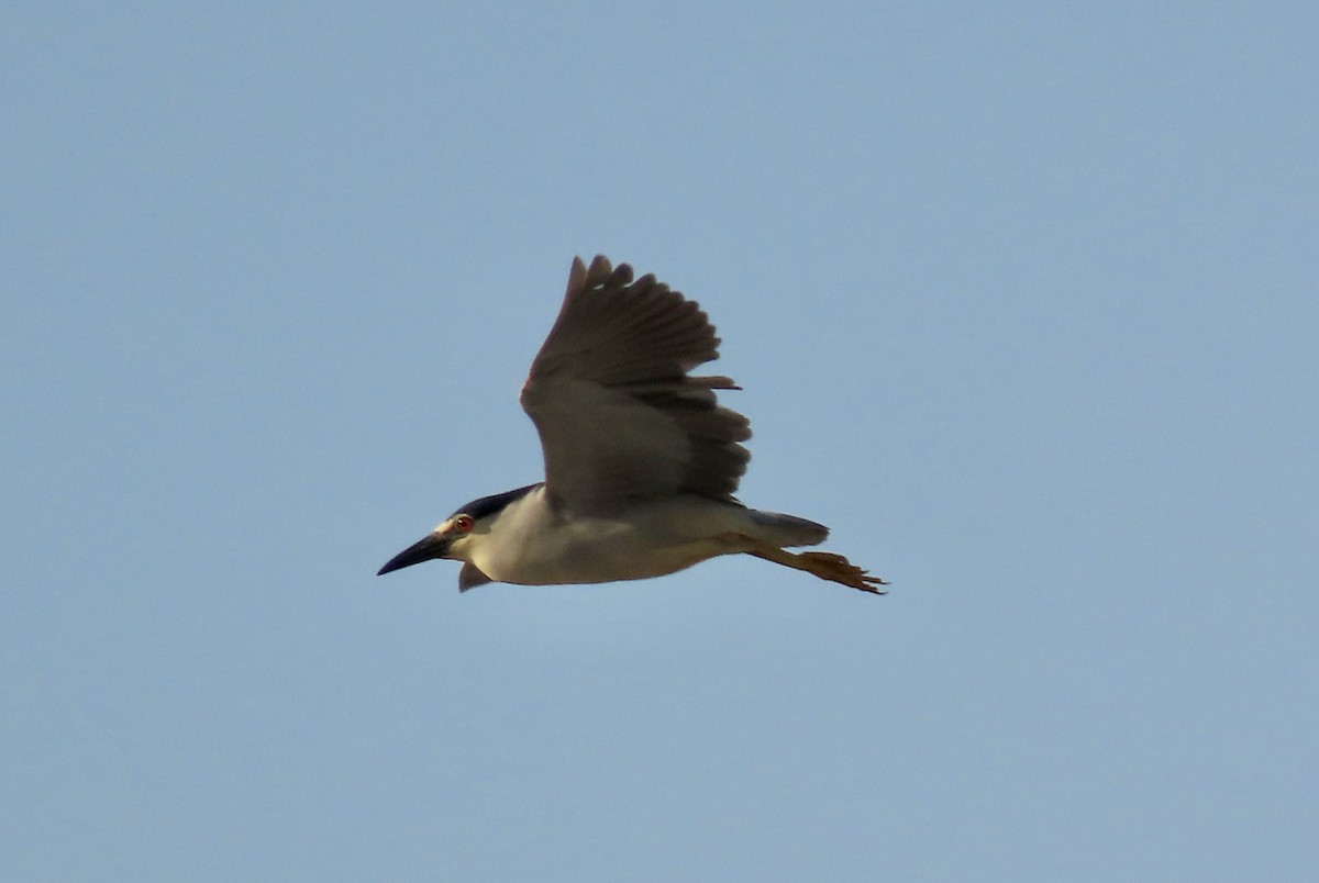 Black-crowned Night Heron - ML622192329