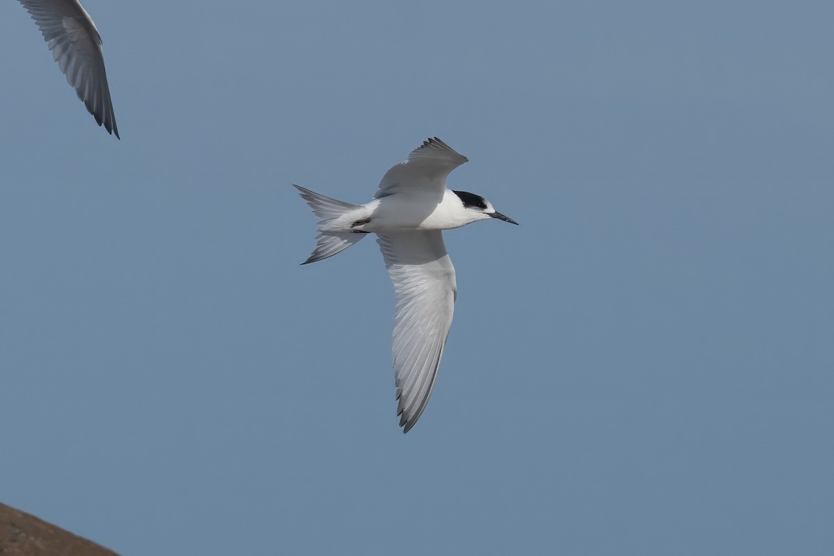White-fronted Tern - ML622192345