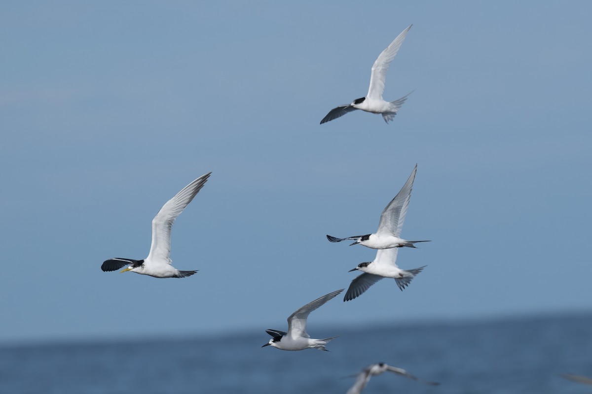 White-fronted Tern - ML622192346